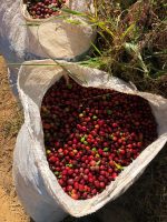 Kaffee Brasilien Direct Trade – Bild 3